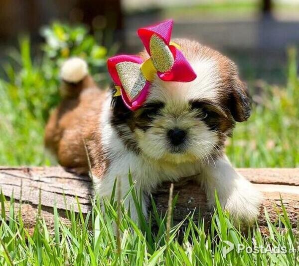Purebred Shih Tzu Puppies for sale