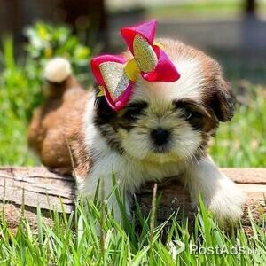 Purebred Shih Tzu Puppies for sale | PostAds PH