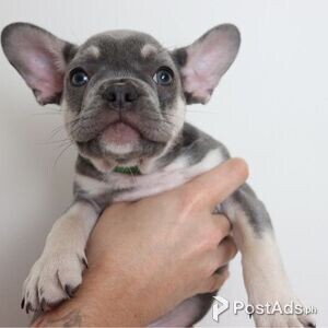 Healthy French Bulldog Puppies for sale | PostAds PH
