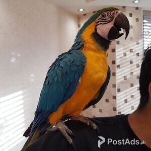 Tame 1 Year Old Blue And Gold Macaw For sale | PostAds PH