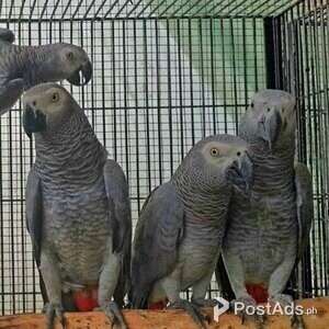 AFRICAN GREY PARROTS | PostAds PH
