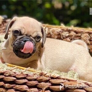 Pug puppies ready now | PostAds PH