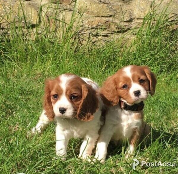 Well Trained Male and Female Cavalier King Charles Spaniel puppies