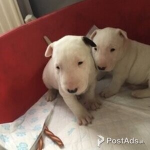 Beautiful Bull Terrier puppies | PostAds PH