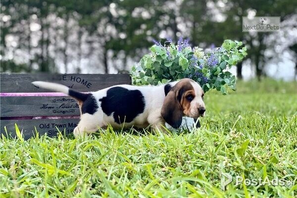Basset Hound Puppies.