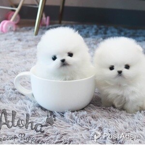 kc registered pomeranian puppies Ready now | PostAds PH