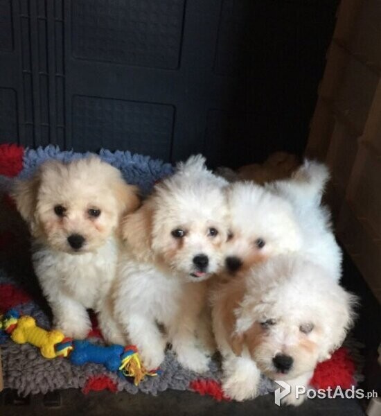 Snow white Bichon Frise Puppies available