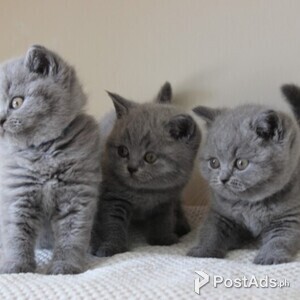 british shorthair kittens for adoption | PostAds PH