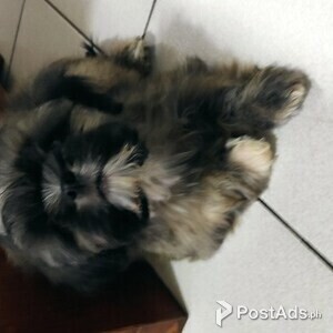 Quality Shih Tzu pup | PostAds PH