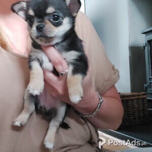 Beutifull Chihuahua Puppies for Rehoming | PostAds PH