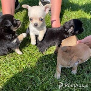 Two Chihuahua Puppies For Re-homing | PostAds PH