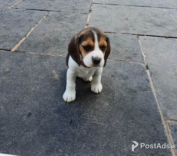Beagle Puppy