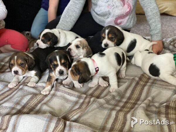 Cute Beagle Puppies For Sale