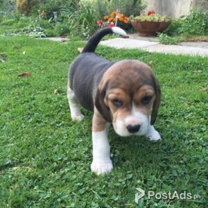 KC registered Beagle puppies For Sale | PostAds PH