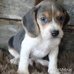 Beagle Puppies Available | PostAds PH
