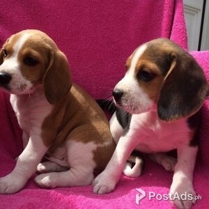 Beagle Pup for Sale | PostAds PH