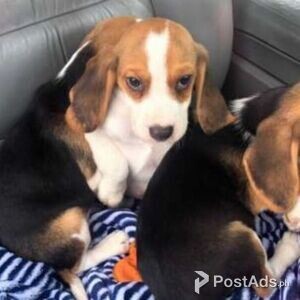 Adorable Beagle puppies for sale | PostAds PH