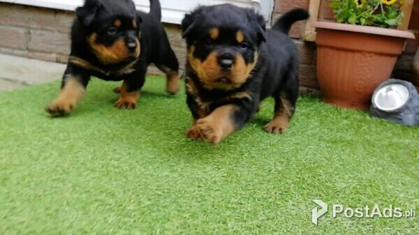 Available Rottweiler male and female Puppies for sale