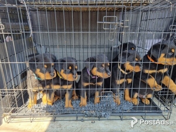 Lovely Rottweiler Puppies Available for sale
