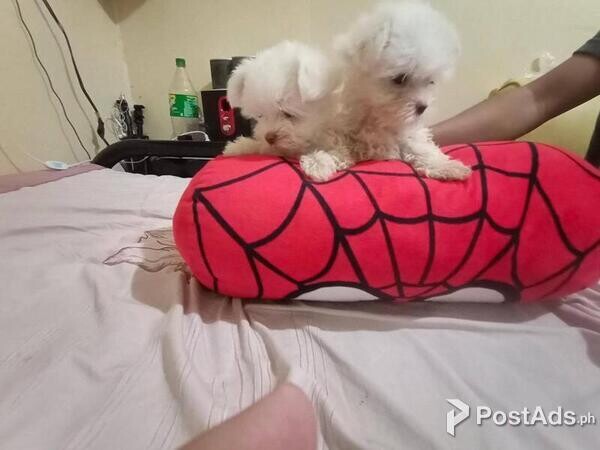 Beautiful Maltese puppies for good home ...