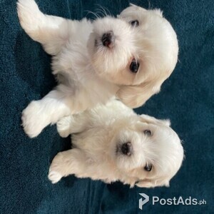 Two Top Class Maltese Puppies Available | PostAds PH
