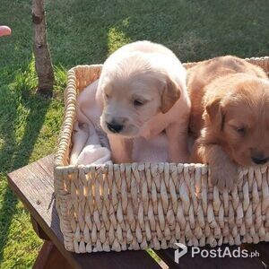 Playful Golden Retriever Puppies for sale | PostAds PH