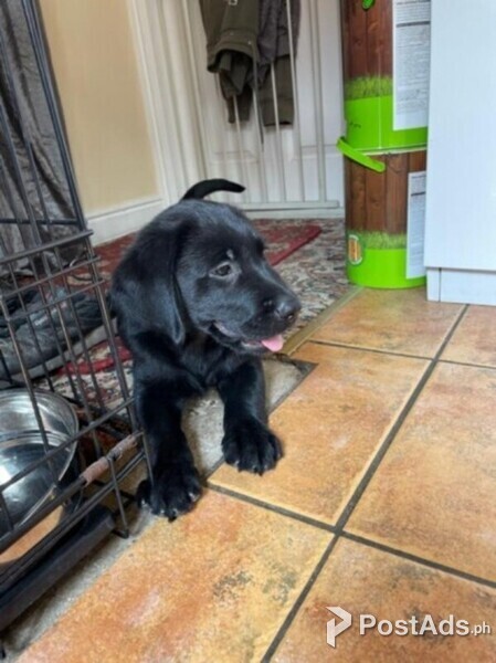 Lovely Goldador Girl For Sale