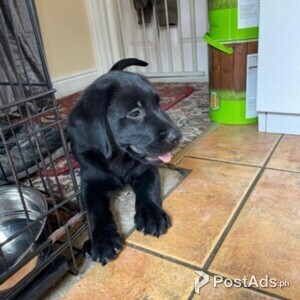 Lovely Goldador Girl For Sale | PostAds PH
