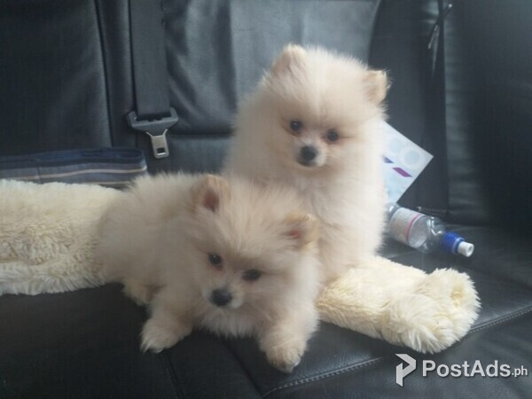 Beautiful Pomeranian puppies Available