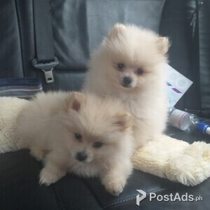 Beautiful Pomeranian puppies Available | PostAds PH