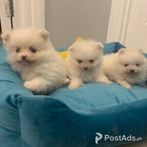 White Pomeranian Puppies | PostAds PH