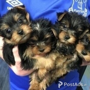 Beautiful Teacup Yorkie Puppies for Sale | PostAds PH