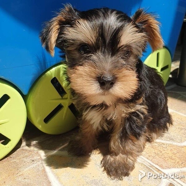 Cute Teacup Yorkie Puppies Available for sale