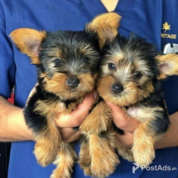 Healthy Teacup Yorkie Puppies for sale