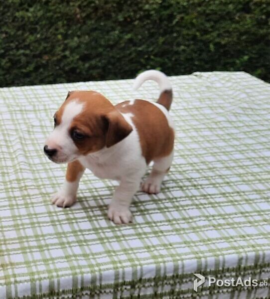 Beautiful Jack Russell Terrier puppies for good home