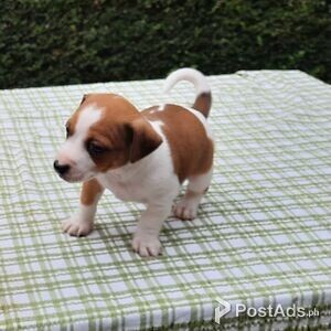 Beautiful Jack Russell Terrier puppies for good home | PostAds PH