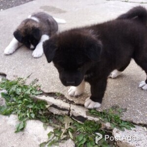 Beautiful Akita puppies for good home | PostAds PH