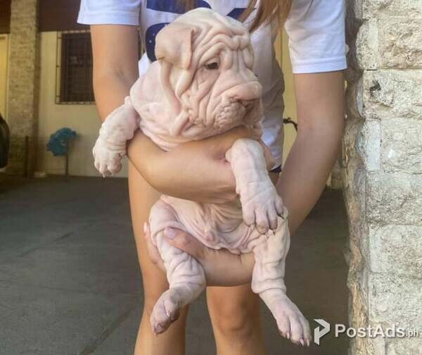 Chinese Sharpei