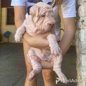 Chinese Sharpei | PostAds PH