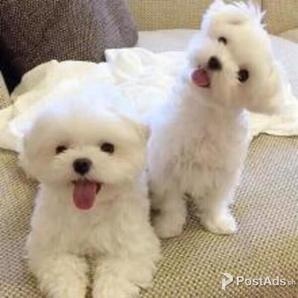beautiful Maltese puppies