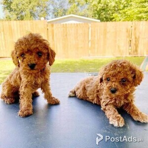 Sweet Miniature Poodles available | PostAds PH