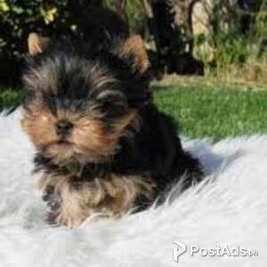 Sweet Toy Yorkie puppies available | PostAds PH