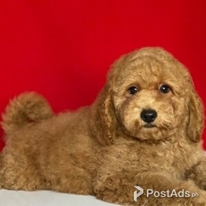 Goldendoodle Puppies ready | PostAds PH