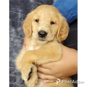Amazing Kc Golden Retriever Puppies For Sale | PostAds PH