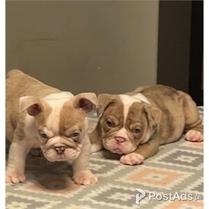 English Bulldog | PostAds PH