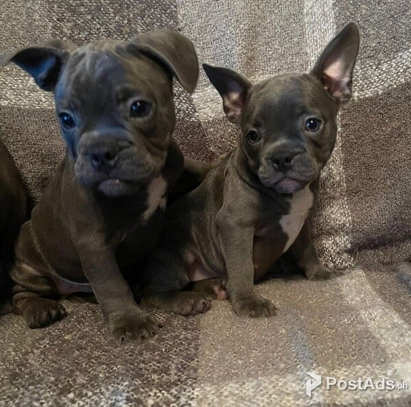 Stafford Terrier Puppies Available