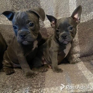 Stafford Terrier Puppies Available | PostAds PH
