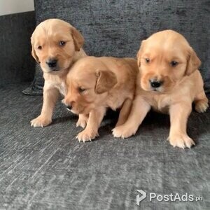 Red Mini Goldendoodle Puppies | PostAds PH