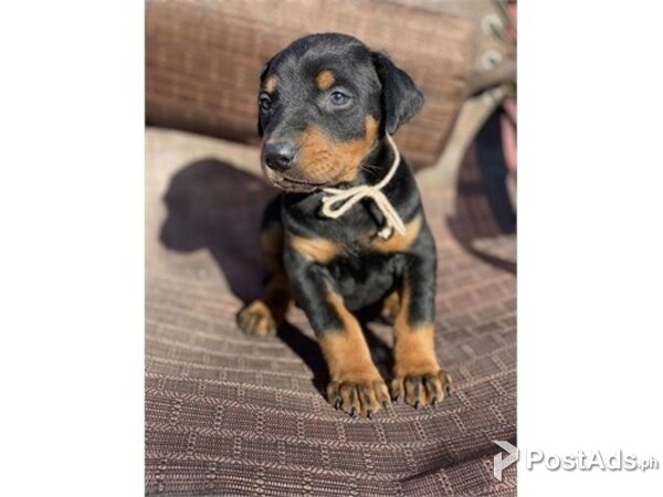 Quality Doberman pinschers