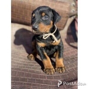 Quality Doberman pinschers | PostAds PH